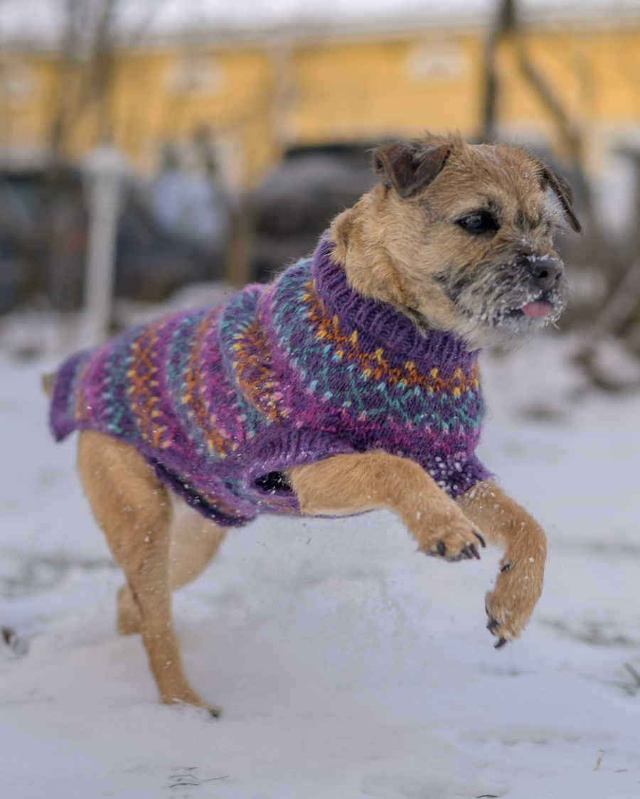 Beeda-koiranneule, neuleohje