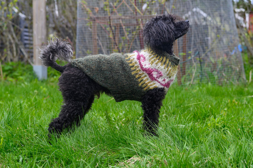 Kaino-koiranneule, neuleohje