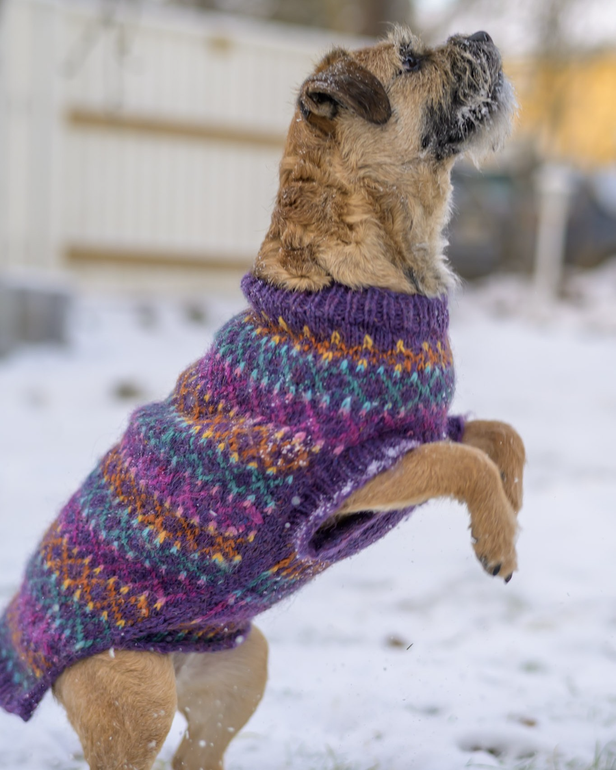 Beeda-koiranneule, neuleohje