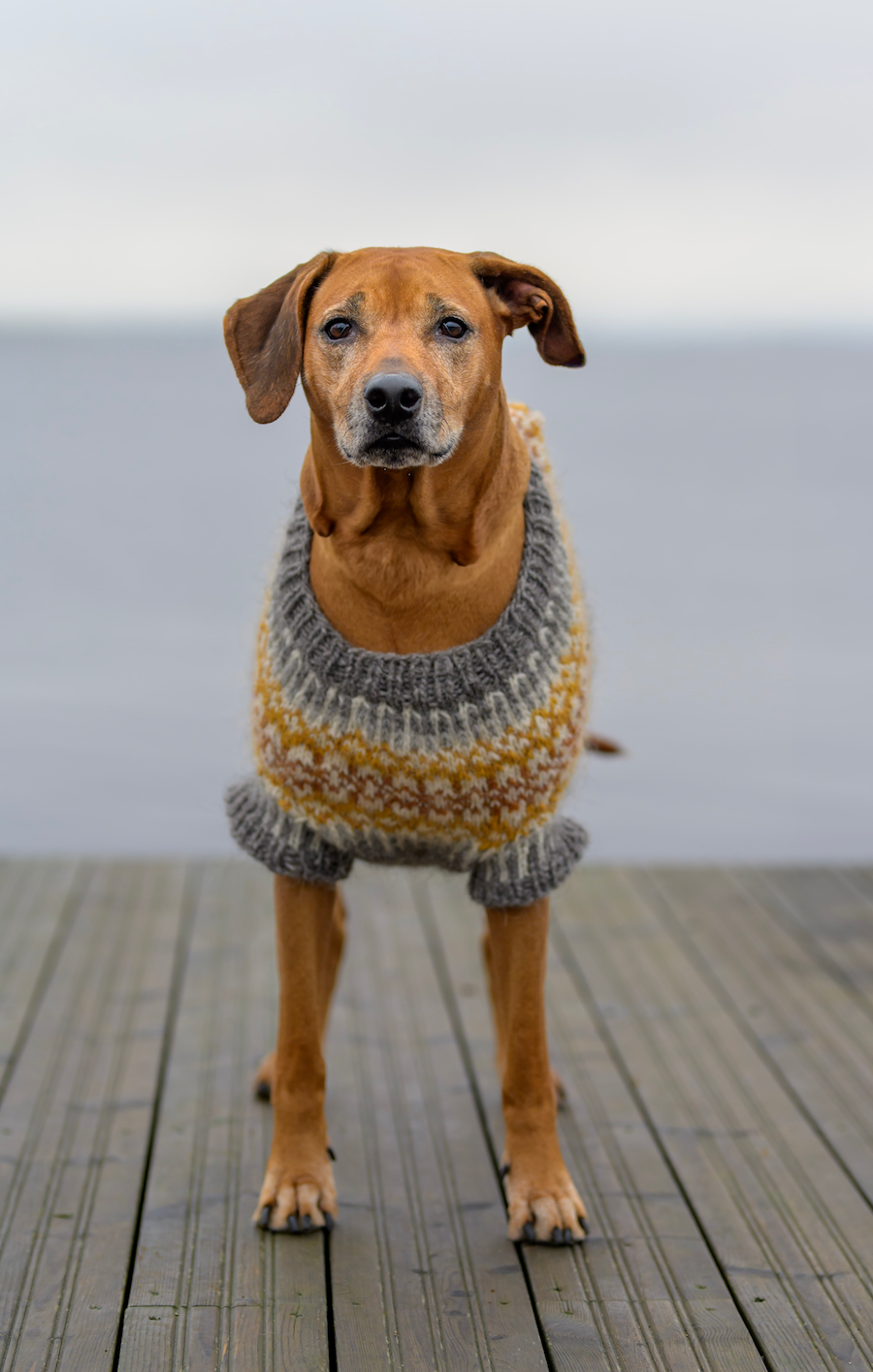 Fiona-koiranneule isoille koirille, neuleohje