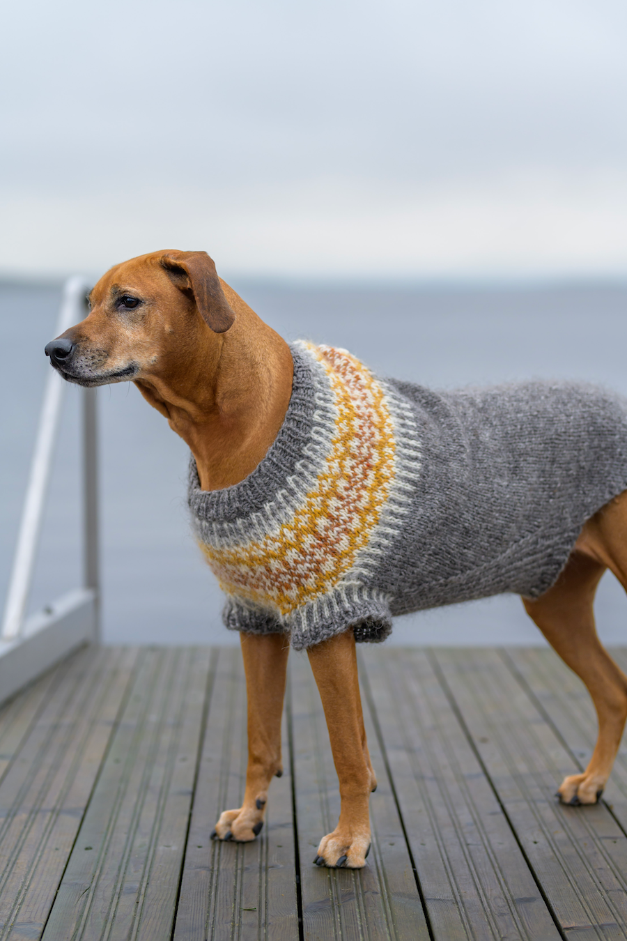 Fiona-koiranneule isoille koirille, neuleohje