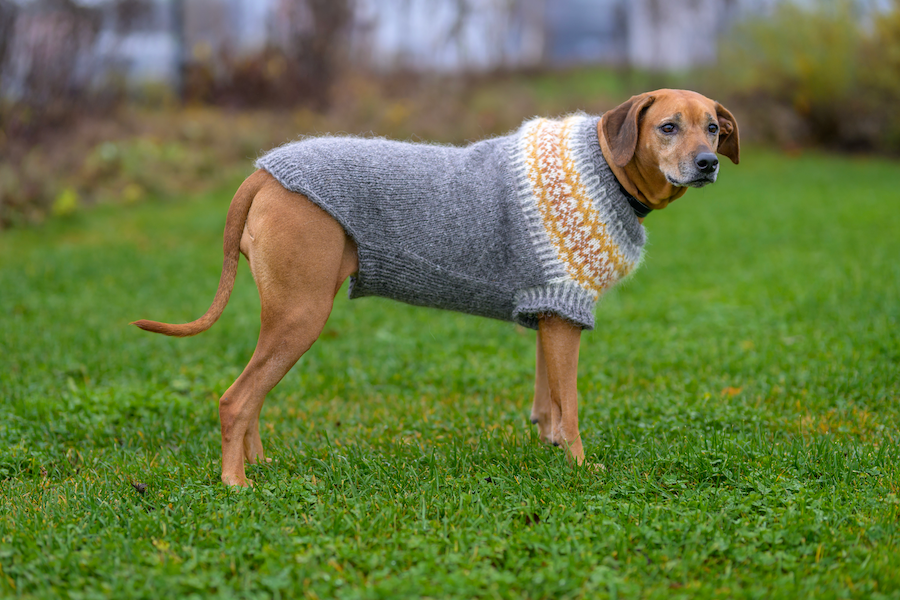 Fiona-koiranneule isoille koirille, neuleohje